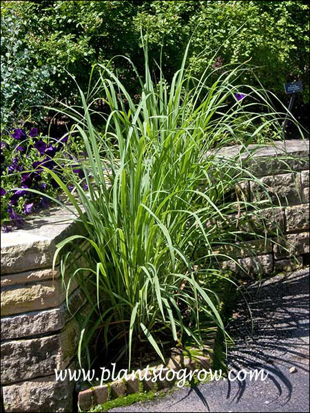 This lemon scented grass has light yellow green foliage.